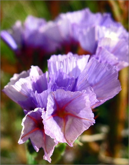 sm 221.jpg - We decided someone had planted these horticultural varieties of Statice (Limonium latifolium) as they were numerous on one of the hillsides.